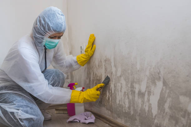 Mold Removal and Inspection in Metlakatla, AK