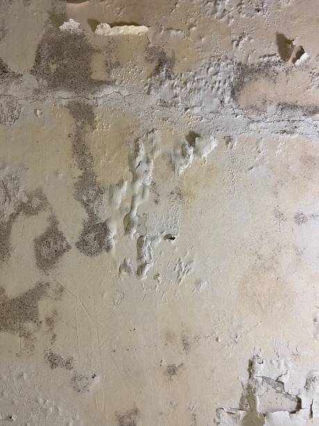 Professional Mold Removal in Metlakatla, AK